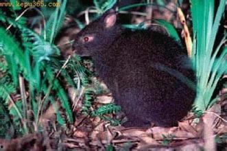亚洲最著名的动物,揭秘老虎的传奇与神秘
